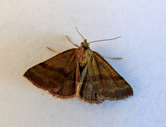 Phytometra viridaria