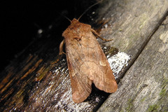 Eriopygodes imbecilla