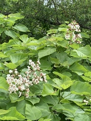 Catalpa bignonioides