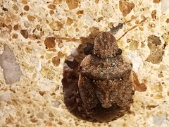 Sciocoris sideritidis