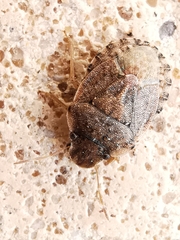 Sciocoris sideritidis