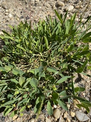 Euphorbia ipecacuanhae