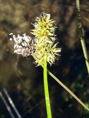 Carex otrubae