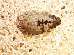Sciocoris sideritidis