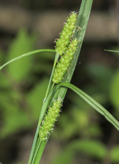 Carex granularis