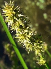Carex otrubae