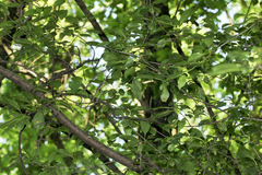 Puccinia coronata