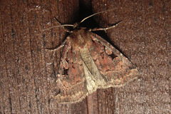Xestia collina