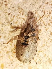 Sciocoris sideritidis