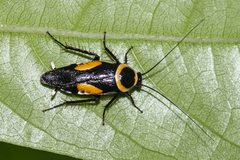 Hemithyrsocera vittata