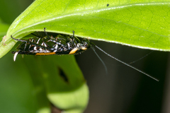 Hemithyrsocera vittata