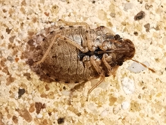 Sciocoris sideritidis