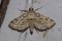 Parapoynx crisonalis