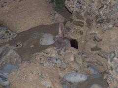 Pronolagus randensis