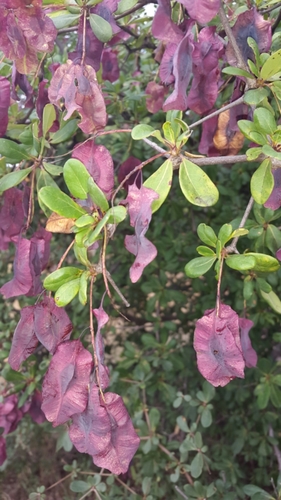 Terminalia stuhlmannii image