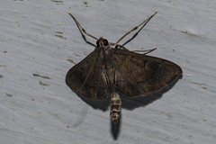 Almonia