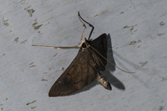 Almonia