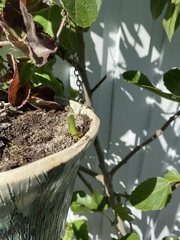 Megachile versicolor