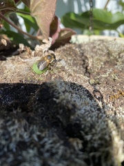 Megachile versicolor