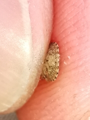 Sciocoris sideritidis