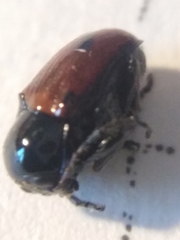 Cryptocephalus bipunctatus