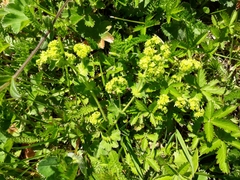 Alchemilla substrigosa