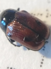 Cryptocephalus bipunctatus