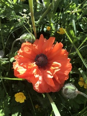 Papaver orientale