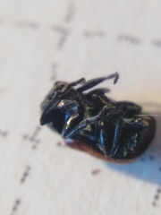 Cryptocephalus bipunctatus