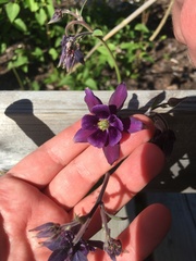Aquilegia atrata