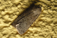 Rhyacia simulans