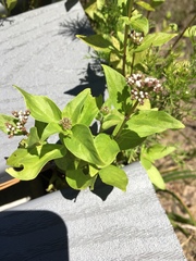 Mitreola