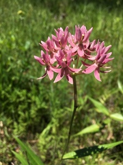 Asclepias rubra