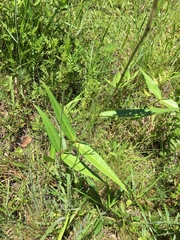 Asclepias rubra