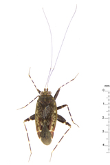 Cylapomorpha