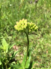 Asclepias rubra