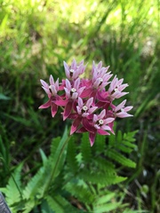Asclepias rubra