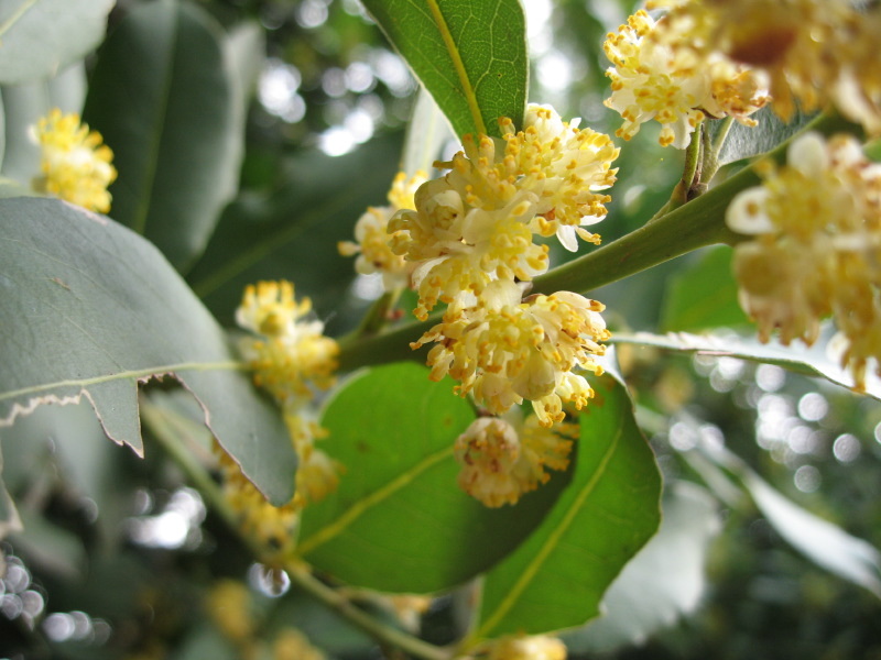 Laurus