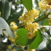Laurus - Photo (c) Jeremy Cherfas, some rights reserved (CC BY-NC-ND)