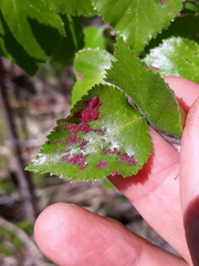 Acalitus longisetosus