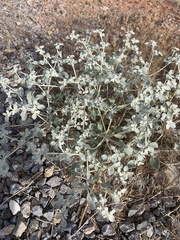 Tidestromia suffruticosa