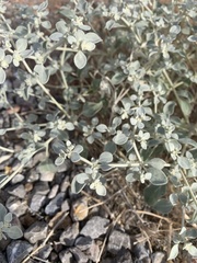 Tidestromia suffruticosa
