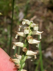 Spiranthes praecox