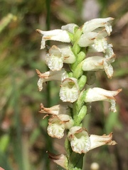 Spiranthes praecox