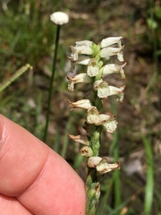 Spiranthes praecox