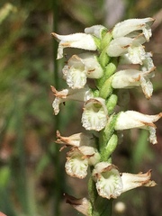 Spiranthes praecox