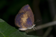 Arhopala perimuta
