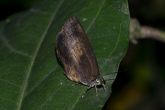 Arhopala perimuta
