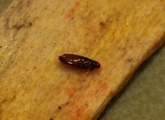 Ctenocephalides canis