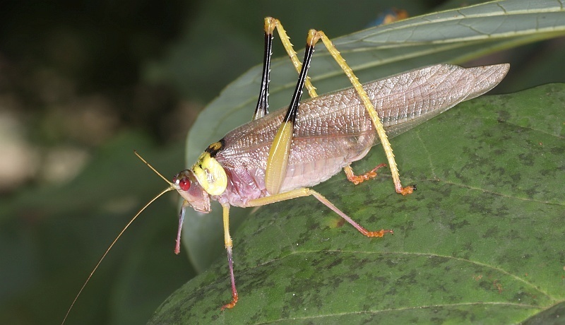 Euceraia insignis from 10250, Peru on March 16, 2020 at 04:11 PM by ...